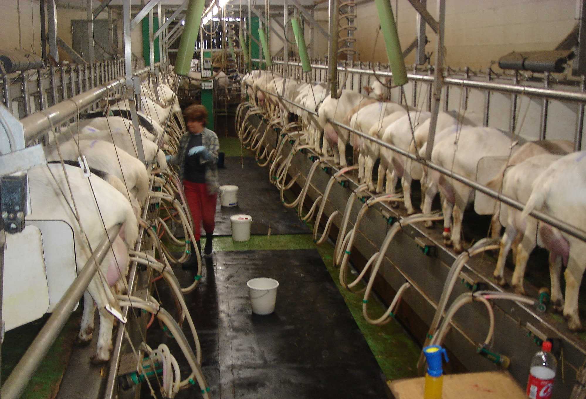 Бизнес планы по разведению коз