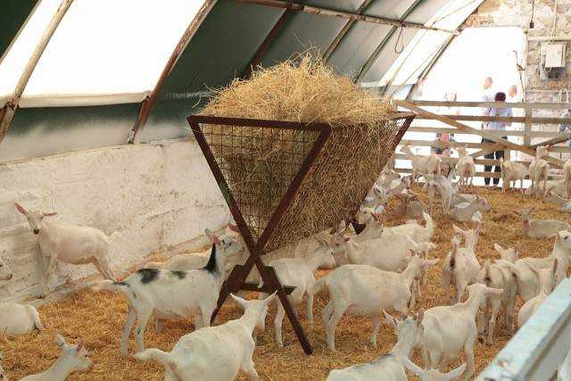 Бизнес на разведении коз: от постройки загона до результата