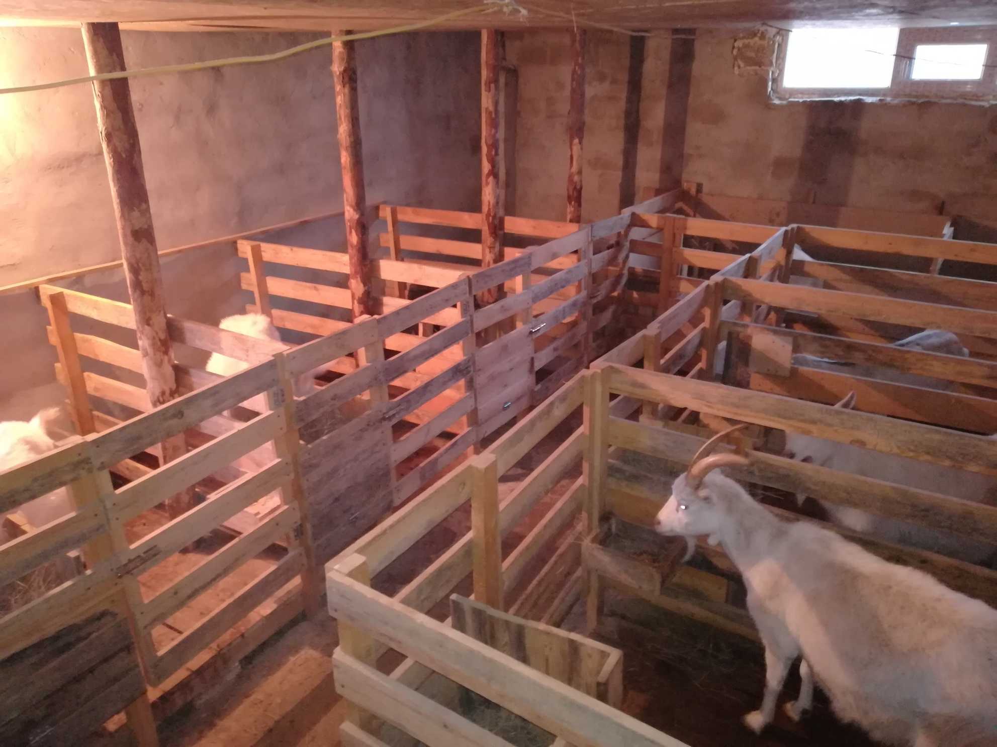 Бизнес план разведение коз с расчетами