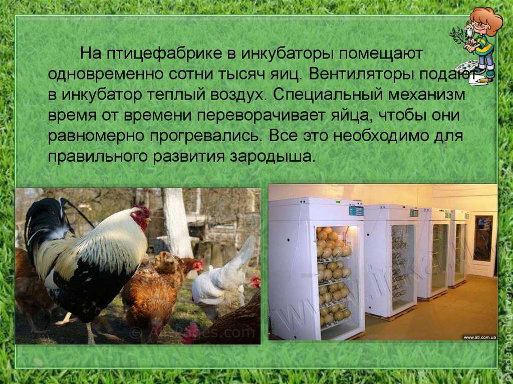 Разведение гусей как бизнес, выгодно или нет: бизнес-план открытия фермы в домашних условиях