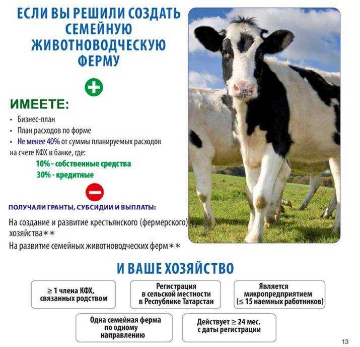 Бизнес-план по продаже кормов для животных. как открыть магазин корма для животных