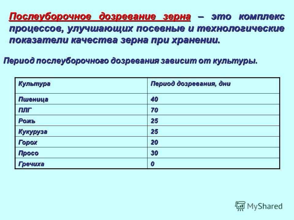 Сроки, правила и способы хранения пшеницы в промышленных масштабах и домашних условиях