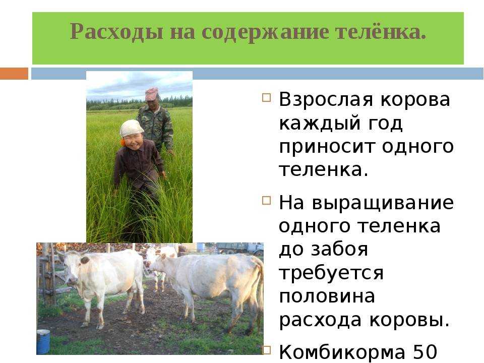 Бизнес план молочной фермы — готовый пример с расчётами в 2023 году – biznesideas.ru