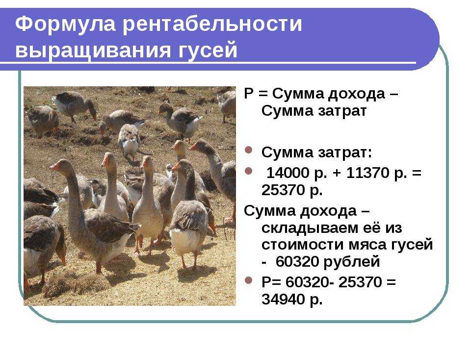 Разведение гусей в домашних условиях | cельхозпортал