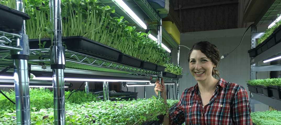 Выращивание зелени на продажу, пошаговая инструкция