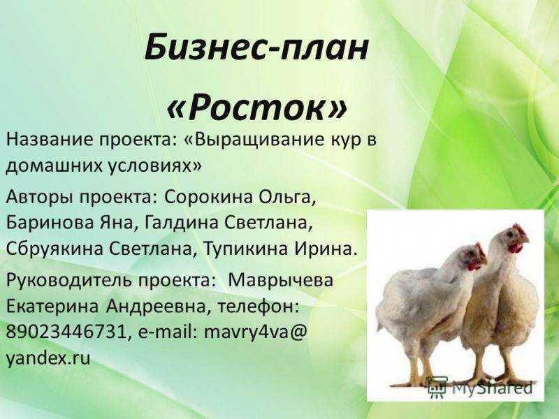 Бизнес план птицефермы: на 1000, 4000 кур, бесплатно со всеми подробностями