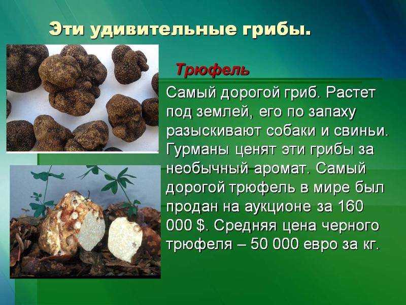Грибы трюфели где растут в россии: как искать трюфель