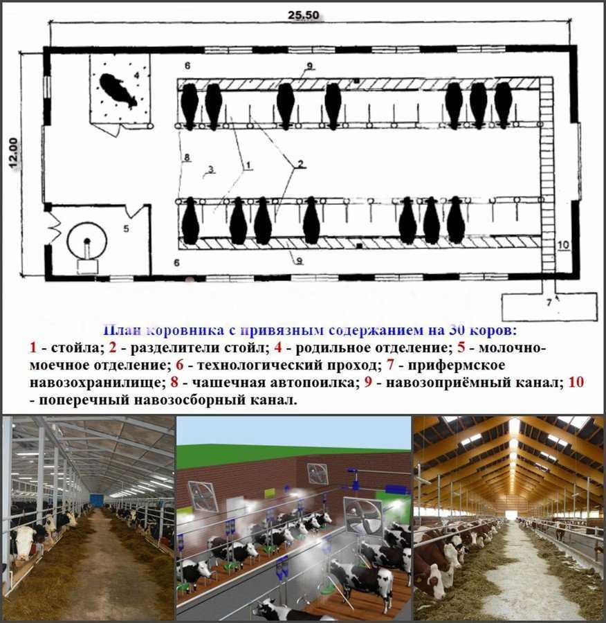 Разведение шиншилл: особенности и специфика мехового бизнеса