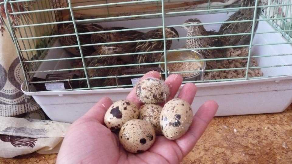 Разведение перепелов как бизнес