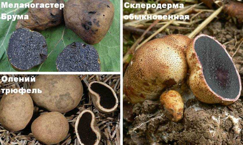 Выращивание трюфелей в домашних условиях