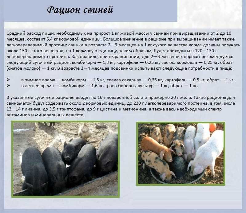 Свиноводство как бизнес: с чего начать, что нужно, как преуспеть, рентабельность бизнеса