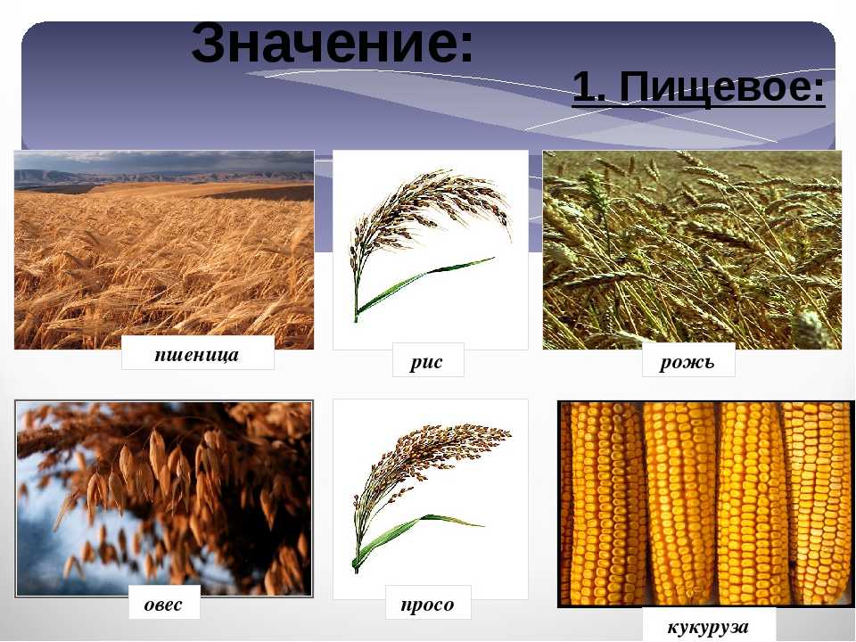 Пшеница твердая: пшеница твердая озимая