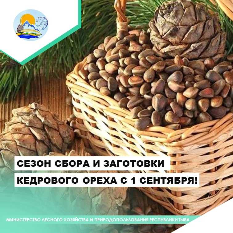 Выращивание орехов как бизнес. расчеты и советы