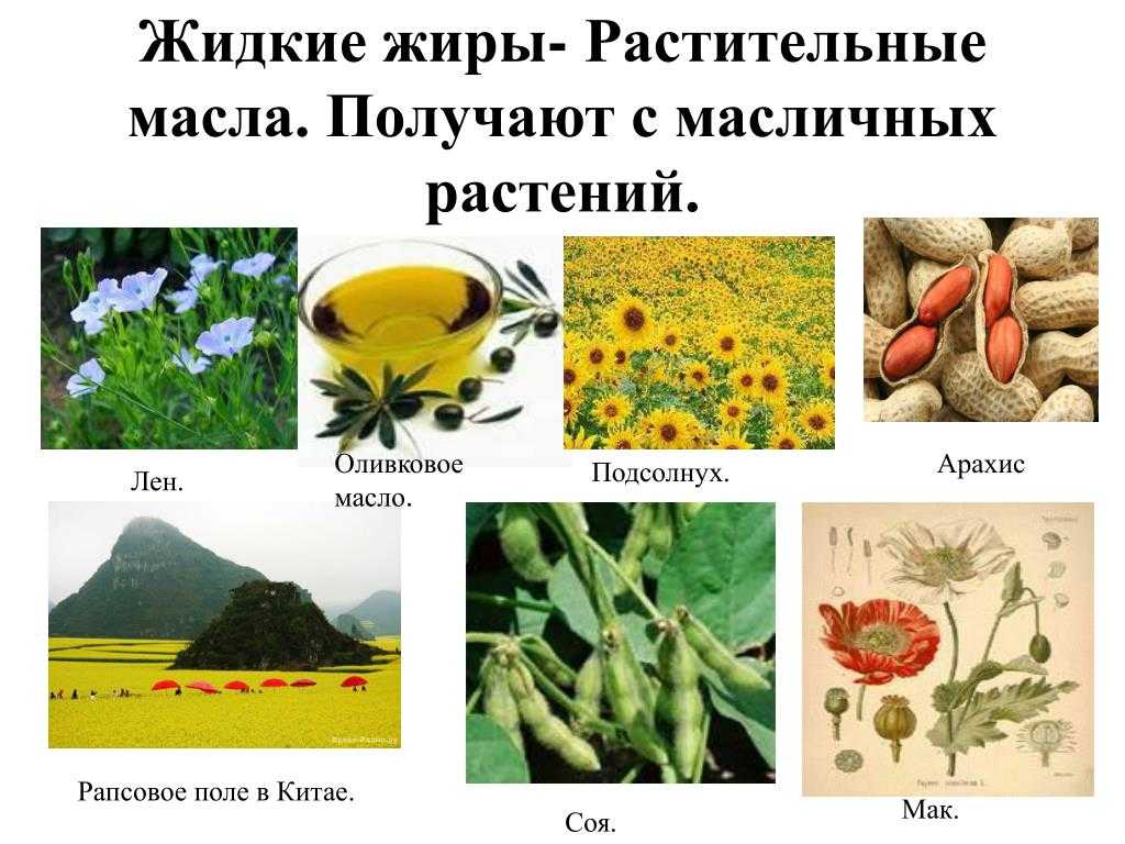 Масличные культуры в России: 5 видов Свойства, востребованность и этапы переработки Зачем нужен ячеистый триер и как он влияет на качество семян
