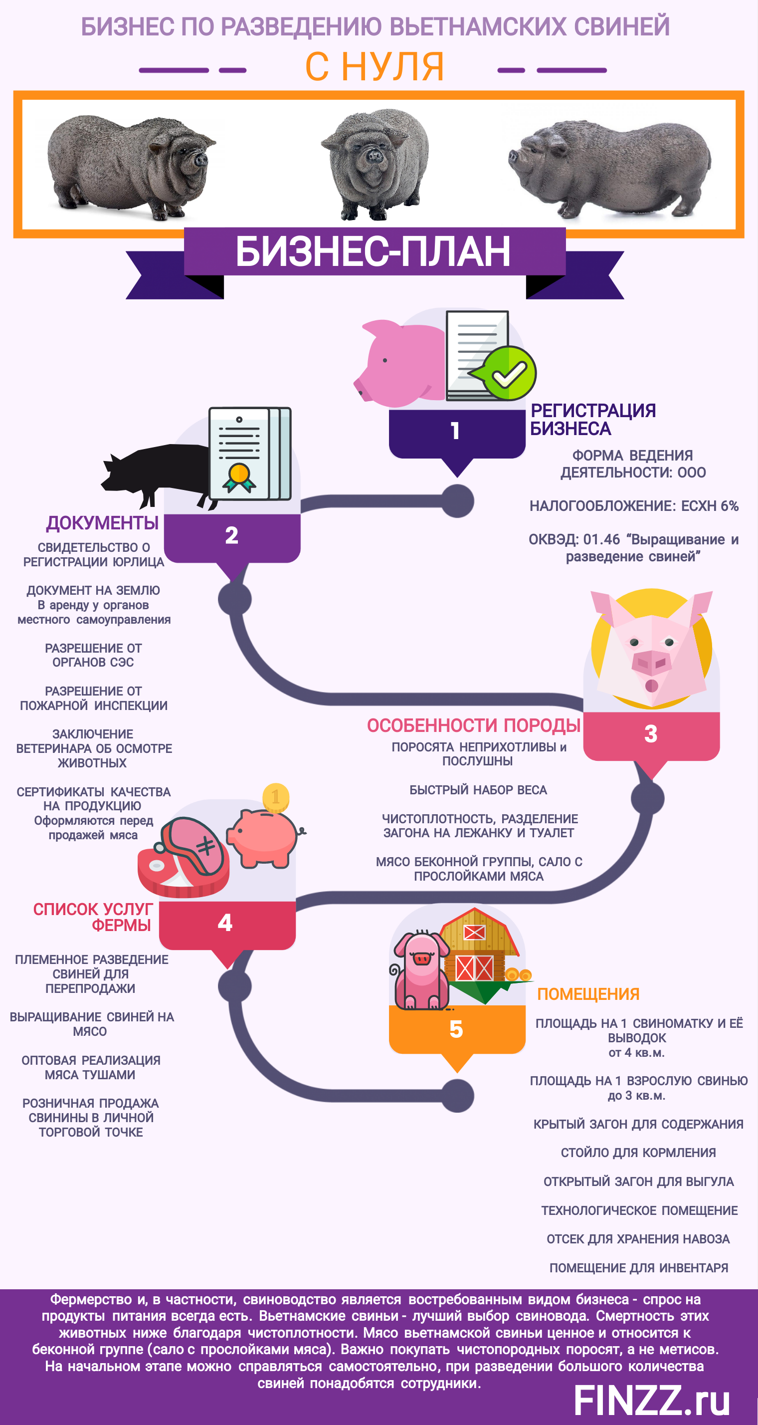 Разведение свиней как бизнес, особенности и перспективы развития. | cельхозпортал