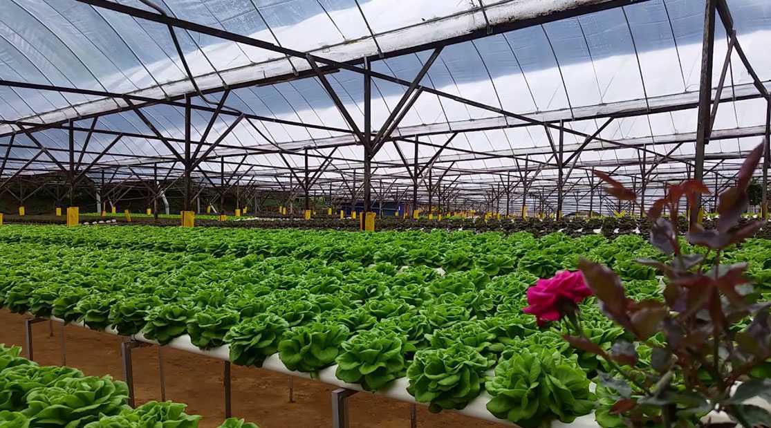 Выращивание редиса на продажу — прибыльное дело