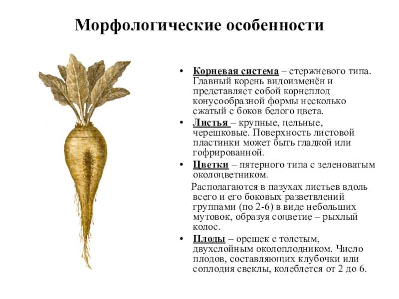 Бизнес на производстве сахара