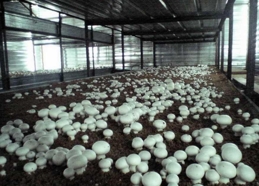 Выращивание шампиньонов как бизнес — подготовка, технология производства, возможные риски + советы как определить рентабельность бизнеса
