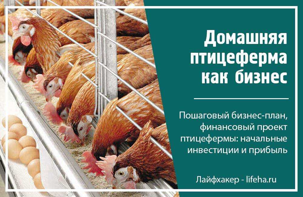 Бизнес на разведении уток с нуля в 2023 году – biznesideas.ru