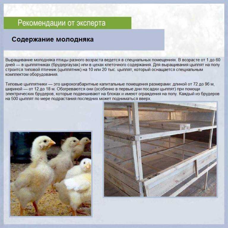 Разведение и выращивание гусей как идея бизнеса