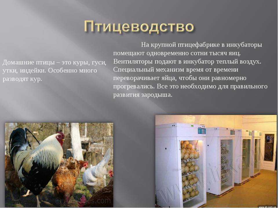 Бизнес план на гусях на лпх