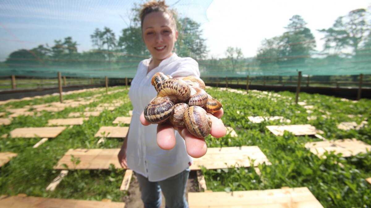 Удачный бизнес: 16 бизнес-идей заработка на даче