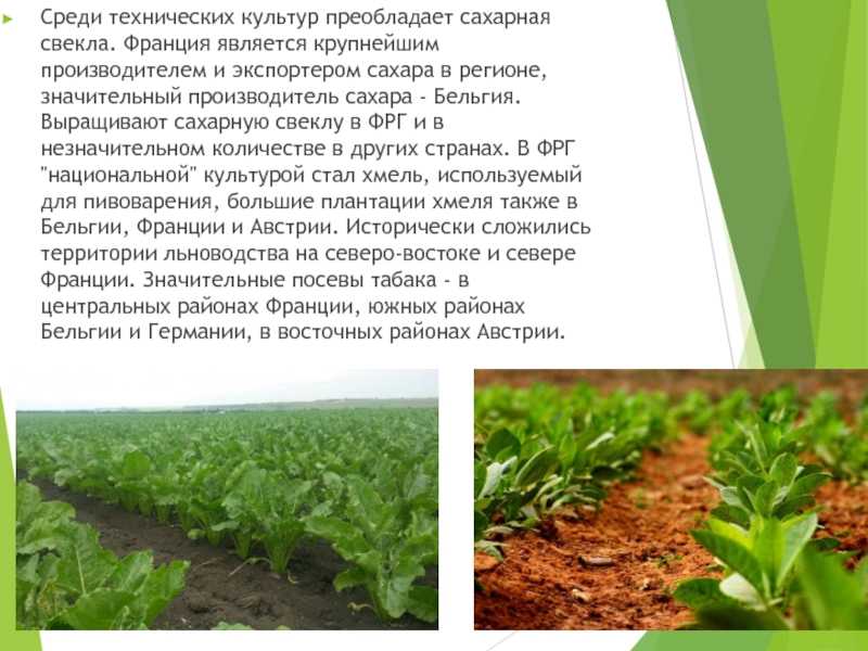В каких районах россии выращивают сахарную свеклу