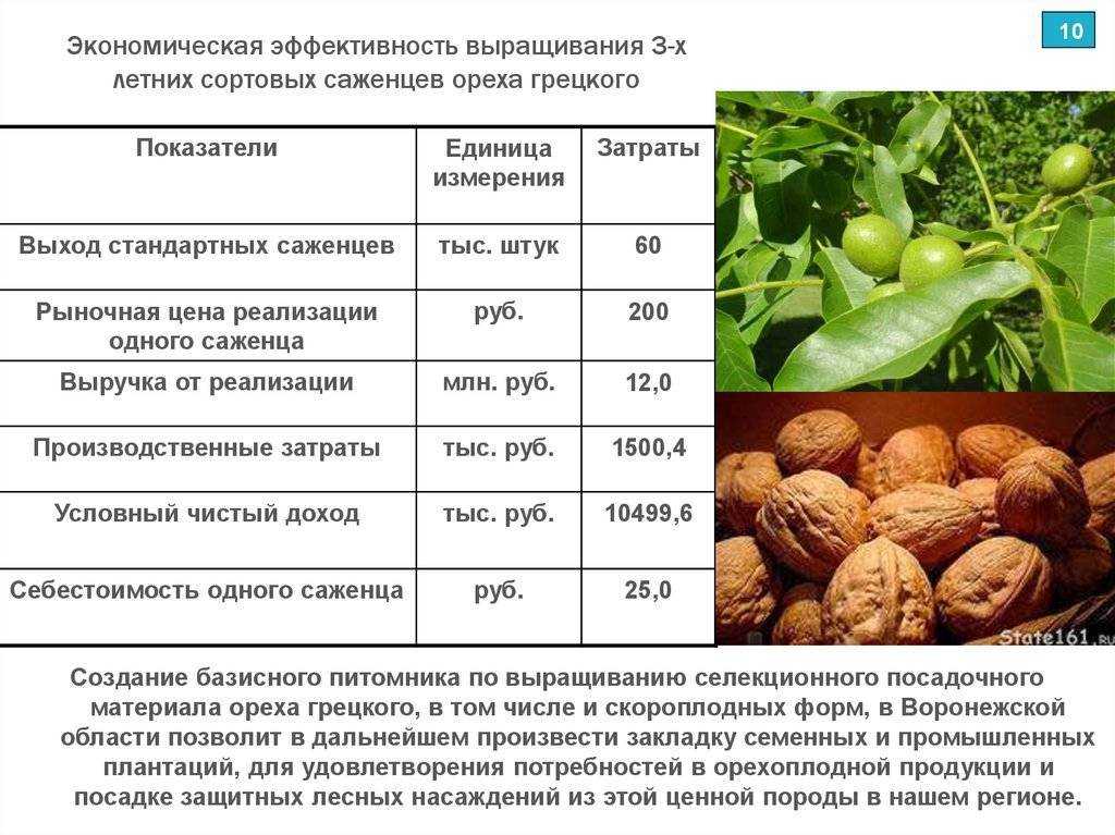 Выращивание грецкого ореха как бизнес план