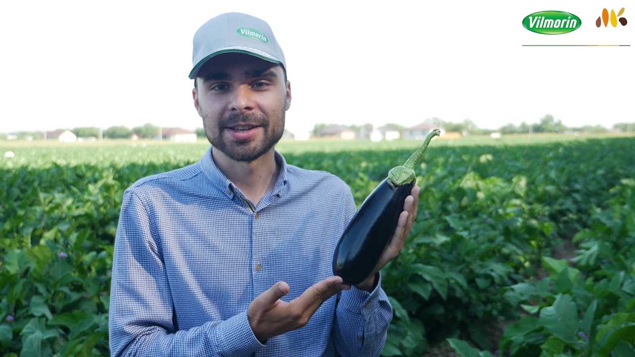 Лунный календарь для засолок и консервации в июле и августе 2023 года