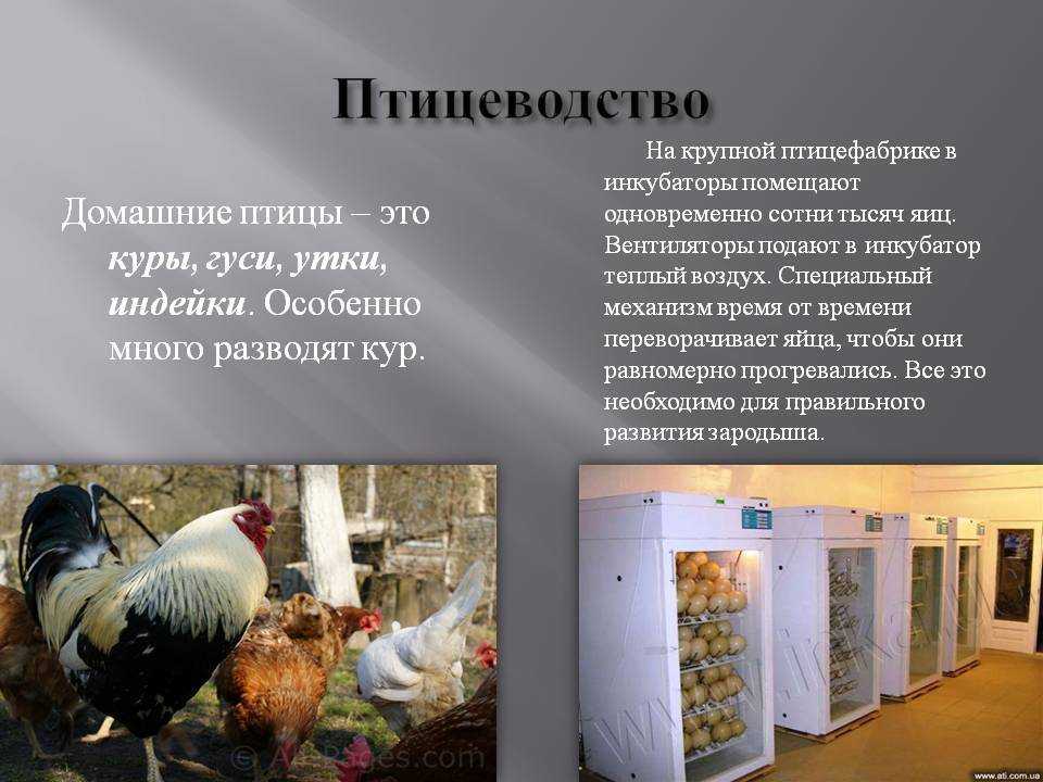 Гусиная ферма как бизнес: выгодно или нет