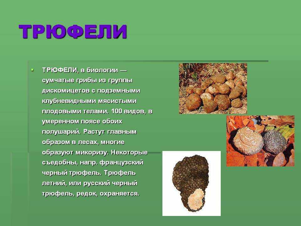 Как вырастить трюфель - пошаговая инструкция и особенности посева грибов (120 фото)
