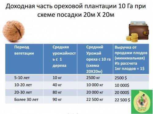 Малая конкуренция, простой товар, хорошая прибыль: стоит ли открывать магазин орехов и сухофруктов - особенности бизнеса