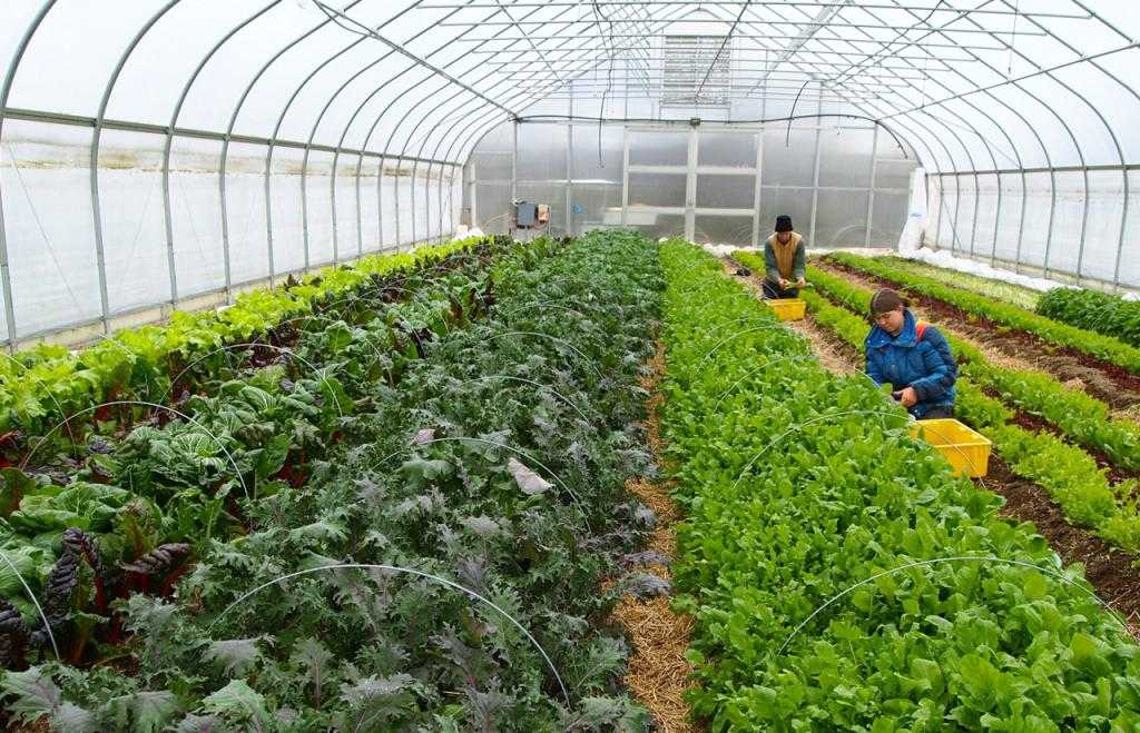 Прибыльный бизнес: выращивание зелени на продажу