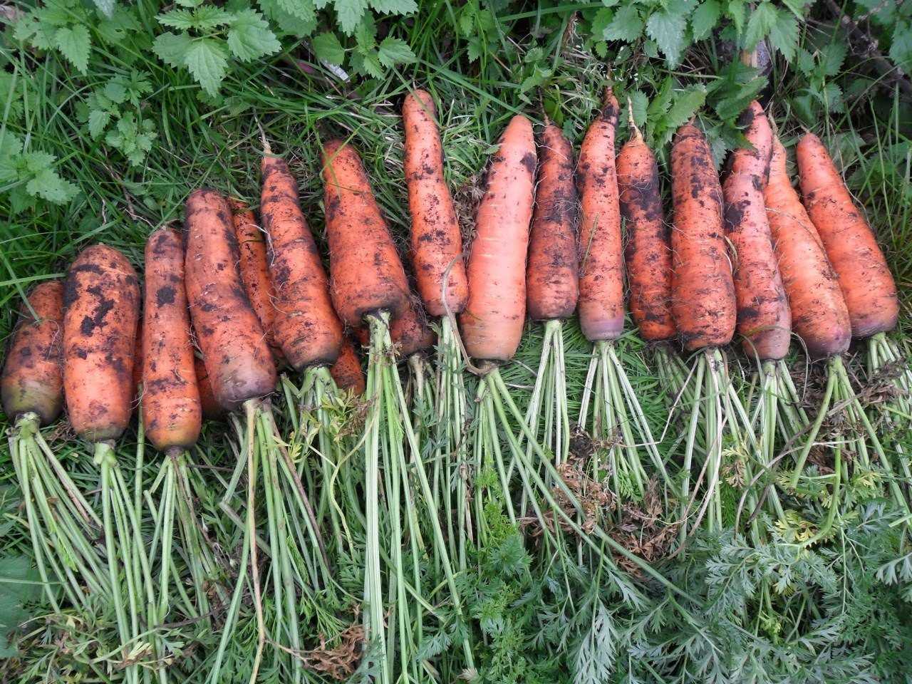 Выращивание моркови как бизнес – лучшие сорта, агротехнология и защита культуры