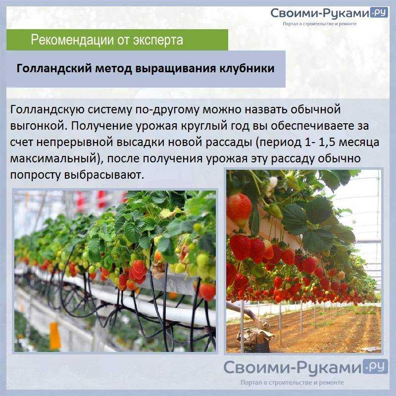 Гидропоника для клубники - что это такое, плюсы и минусы применения