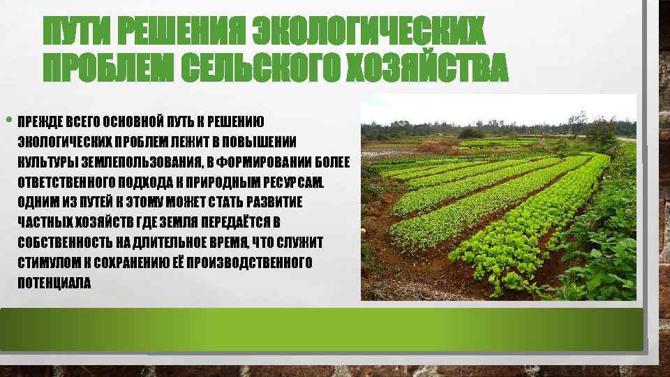 Мега-сборник из 793  бизнес идеи, как открыть бизнес с нуля, Бизнес на выращивании капусты