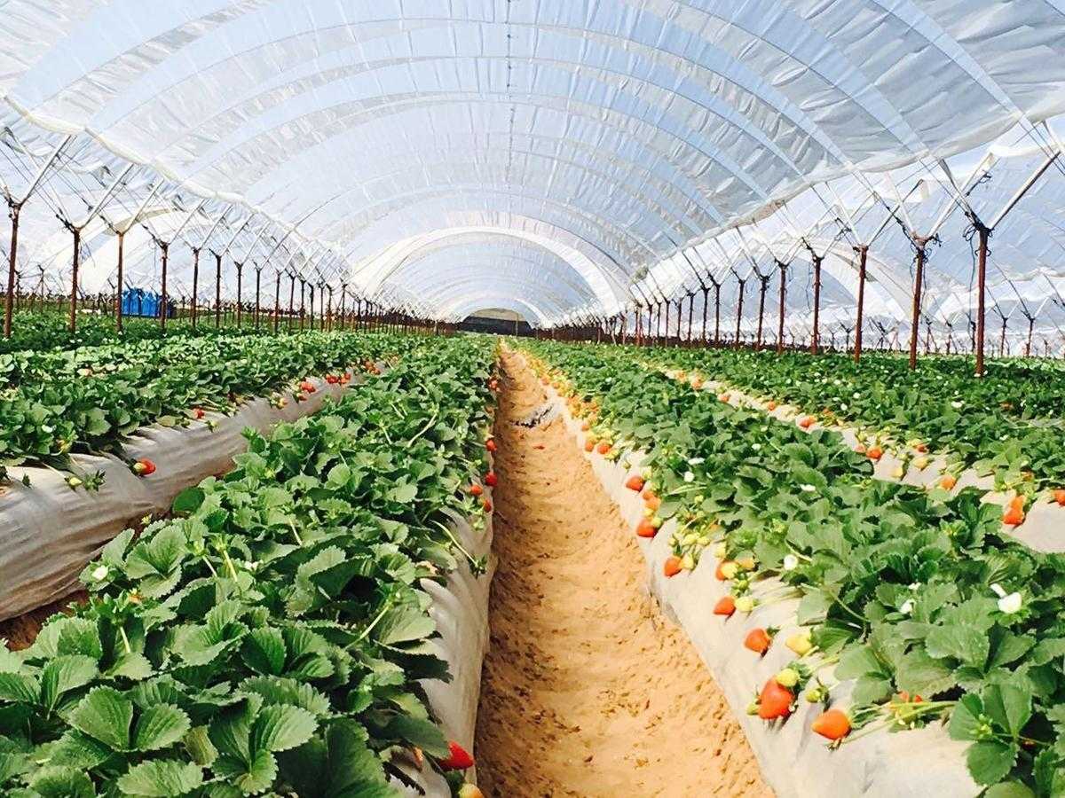 Клубника на гидропонике бизнес план