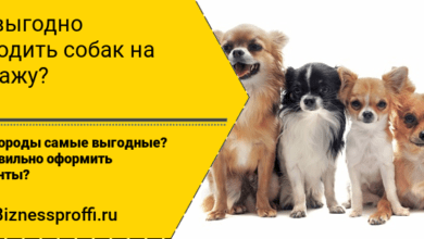 Овцеводство: прибыльный бизнес для начинающего фермера