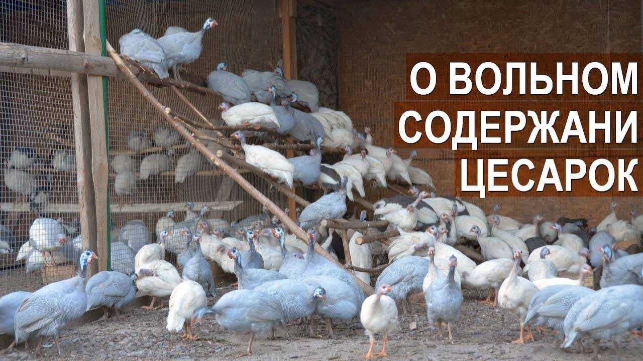 Разведение цесарок в домашних условиях и советы опытных фермеров