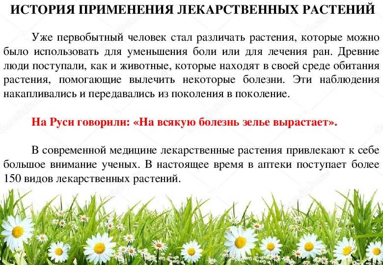 Выращивание лекарственных растений как бизнес на пенсии