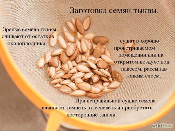 Как чистят семечки на производстве и в домашних условиях: способы очистки подсолнечных и тыквенных семян