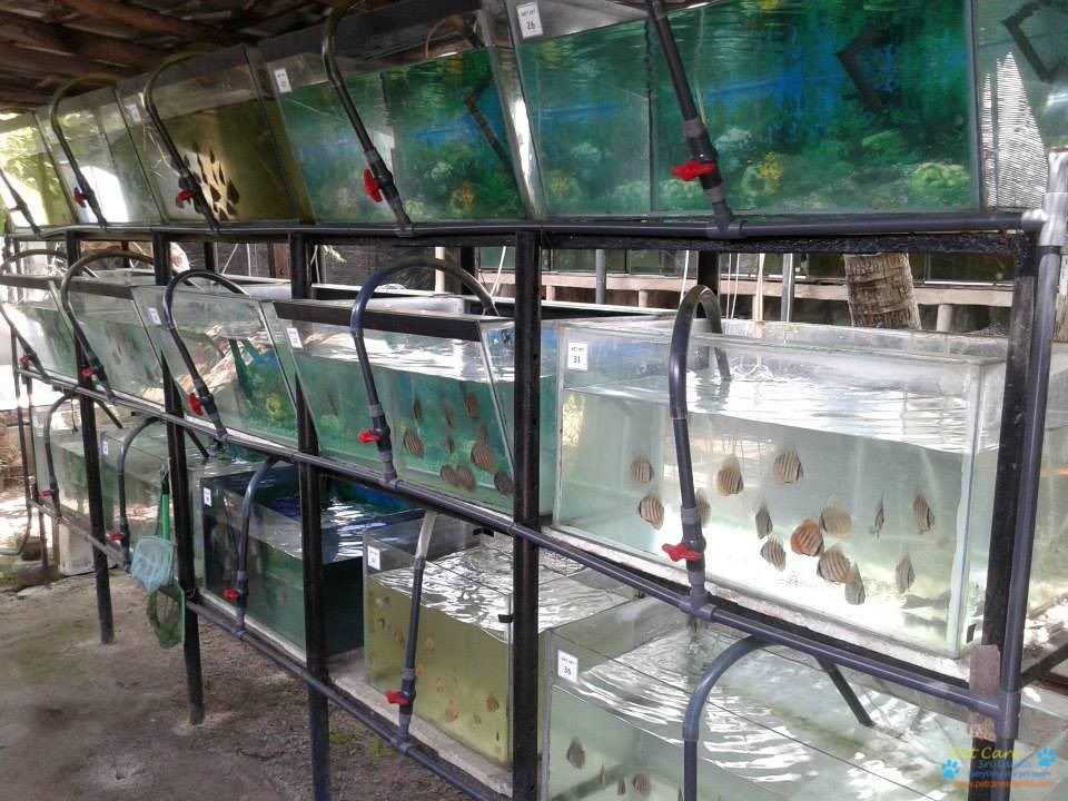 Как разводить аквариумных рыбок в домашних условиях