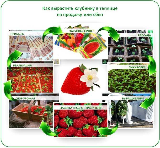 Выращивание клубники на продажу как бизнес 🍓 в 2023 году – biznesideas.ru