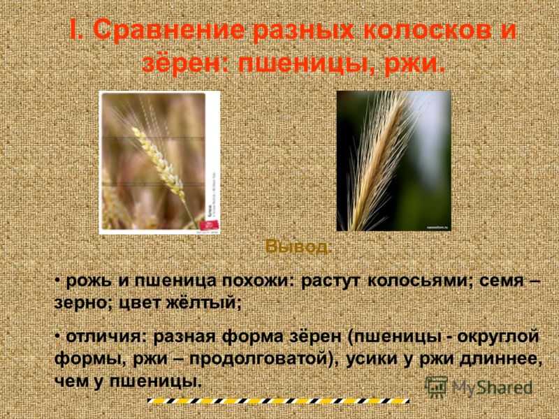 Действующие госты пшеницы по классам