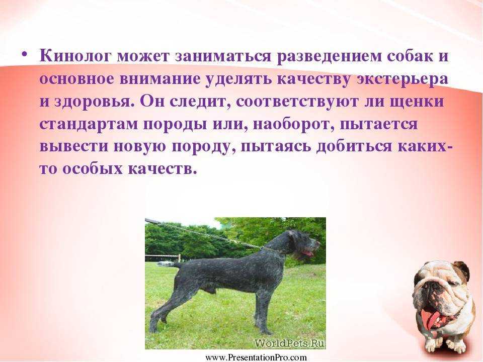 Какую породу собак лучше завести для разведения в домашних условиях