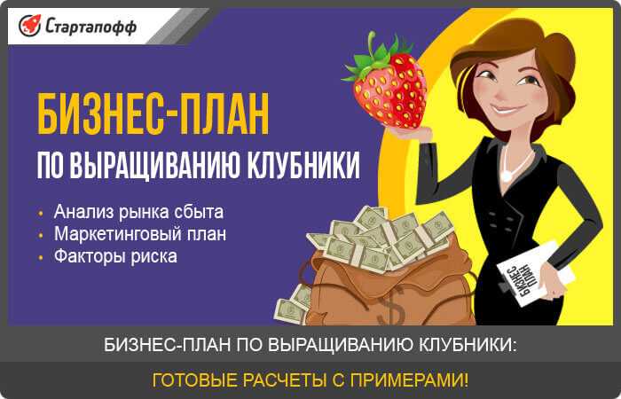 Бизнес-план выращивания клубники на гидропонике