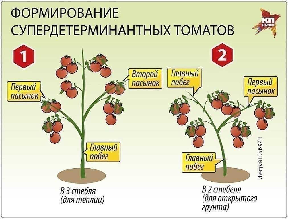 Урожайность томатов: с куста, с сотки, урожайность различных сортов