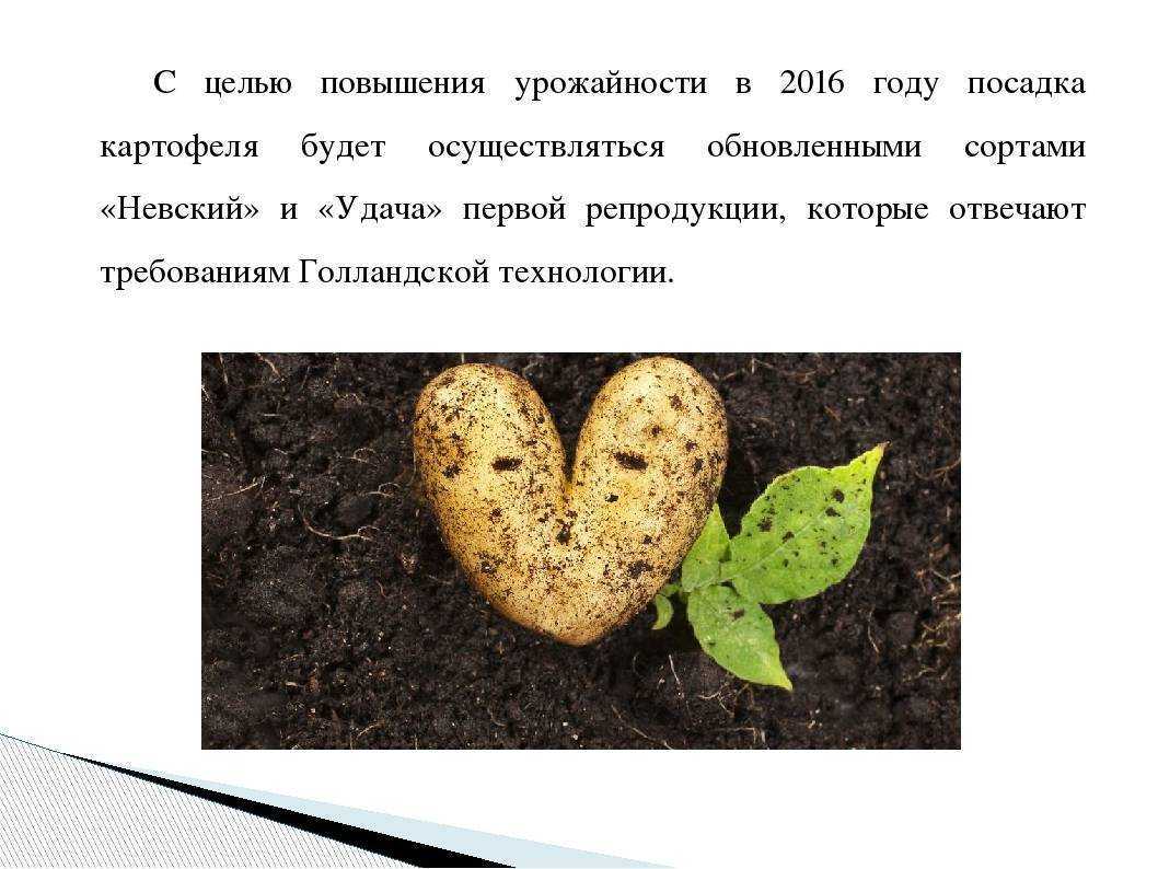 Выращивание картофеля как бизнес: технология посадки и уборки овоща в промышленных масштабах, а также расчет рентабельности и нужное оборудование