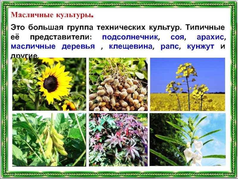 Масличные культуры в России: 5 видов Свойства, востребованность и этапы переработки Зачем нужен ячеистый триер и как он влияет на качество семян