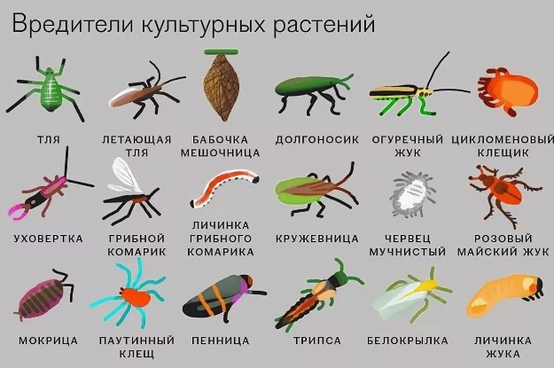 🐛 белок из насекомых - diptera
